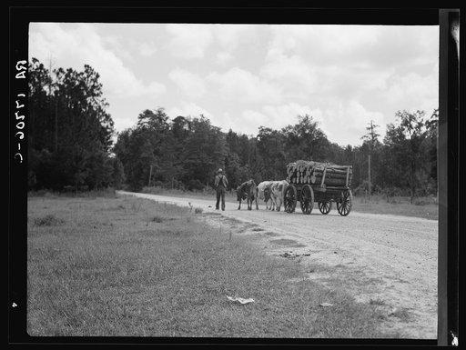 Untitled photo, possibly related to: Ox team used to haul pulpwood. Mississippi