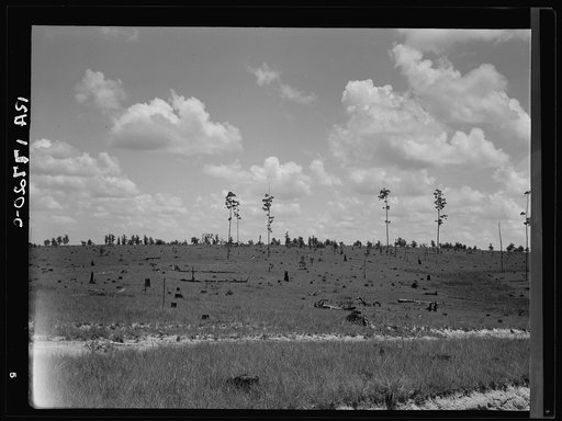 Cut-over long leaf yellow pine forest. Mississippi