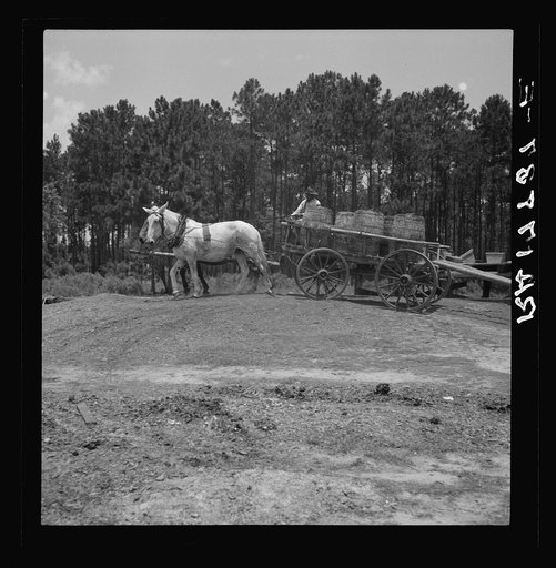 Hauling turpentine gum from the woods to the still near Homerville, Georgia