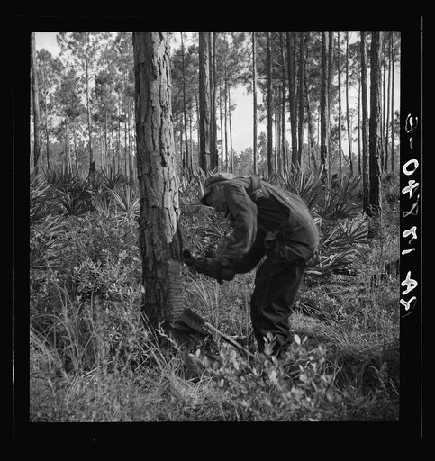 Untitled photo, possibly related to: Turpentine worker. Georgia