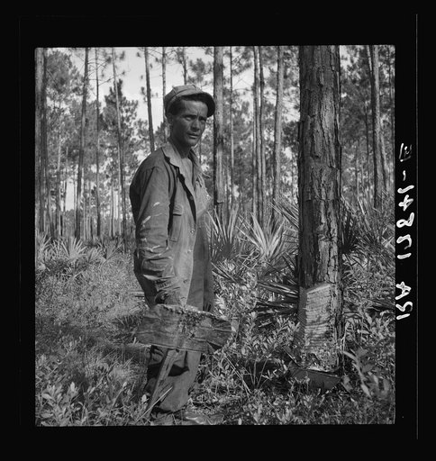 Turpentine "chipper" and slashed tree near Homerville, Georgia
