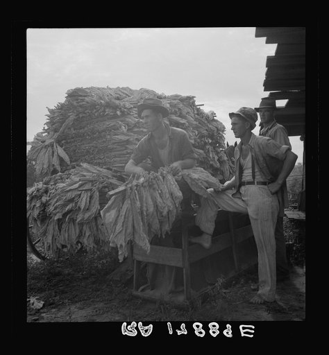 Loading cured tobacco for market. Georgia