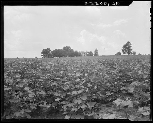 Cotton field and plantation house. Macon County, Georgia