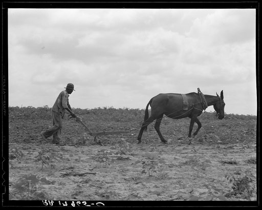 The cotton sharecropper's unit is one mule and the land he can cultivate with a one-horse plow. Greene County, Georgia