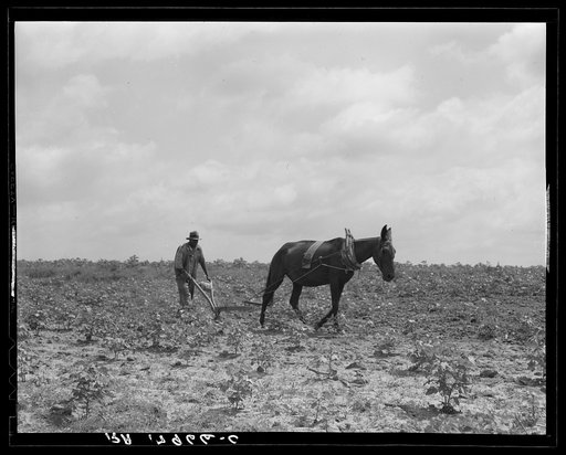 The cotton sharecropper's unit is one mule and the land he can cultivate with a one-horse plow. Greene County, Georgia