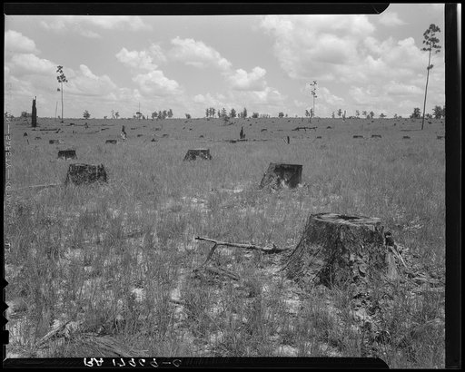 Cut-over long leaf yellow pine forest. The tract extends for thirty-seven miles. A lumber industry owner did no replanting and cut out on 1931 after eighteen years of operations. They employed approximately 3000 men. Near Kiln, Mississippi
