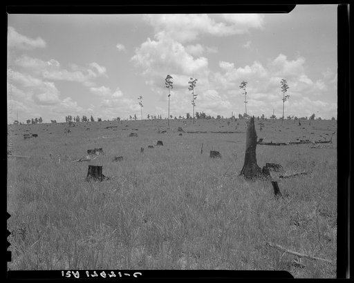 Land cut over by lumber company and not replanted. Greene County, Georgia.