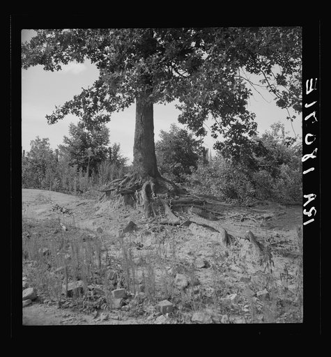 The tree roots show how the land has been washed away on this old plantation. Wray Plantation, Greene County, Georgia