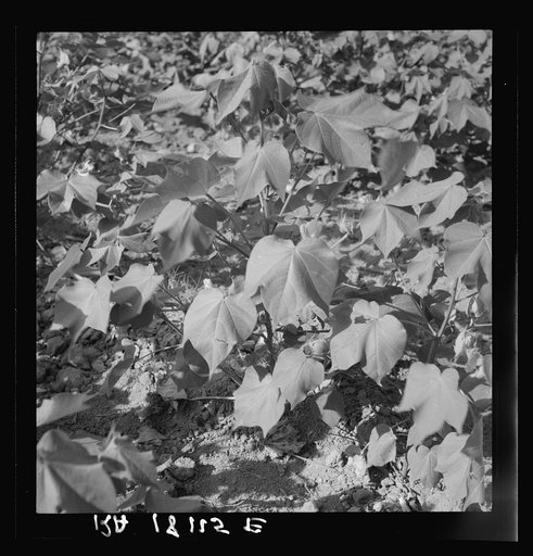Cotton. Georgia