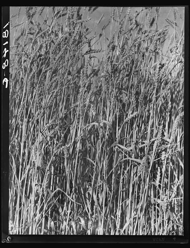 Wheat in Oklahoma