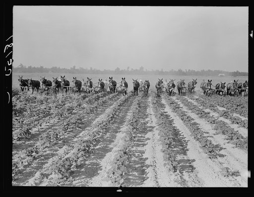 Cultivating cotton at Lake Dick project, Arkansas