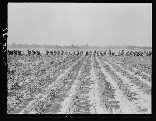 Cultivating cotton at Lake Dick project, Arkansas