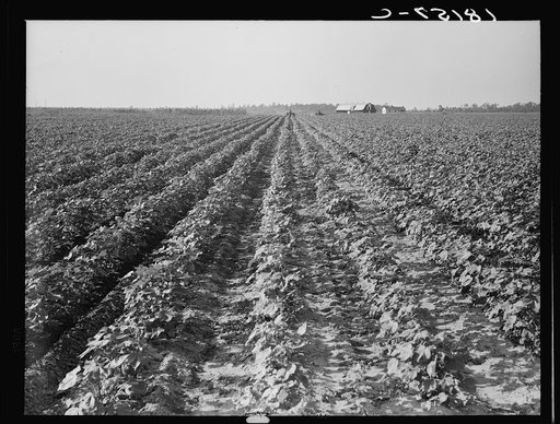 Untitled photo, possibly related to: Tractors on Lake Dick project, Arkansas