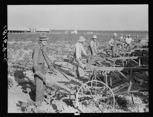 Farmers about to begin cooperative cultivation of cotton at Lake Dick project, Arkansas