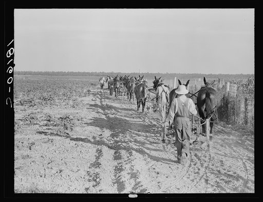 Farmers with mule teams and cultivators. Lake Dick project, Arkansas