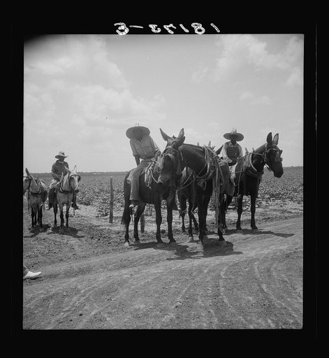Colored plowboys on cotton plantation in Brazos riverbottoms coming in from the fields. "I never heard of Joe Louis." Texas