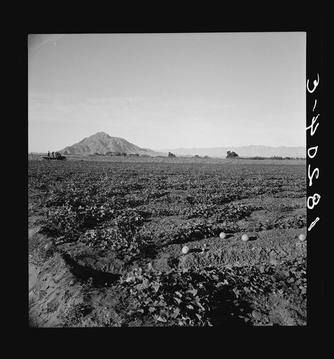 Cantaloupe field, desert agriculture on the Mexican border. Large-scale corporation farming. Imperial Valley, California