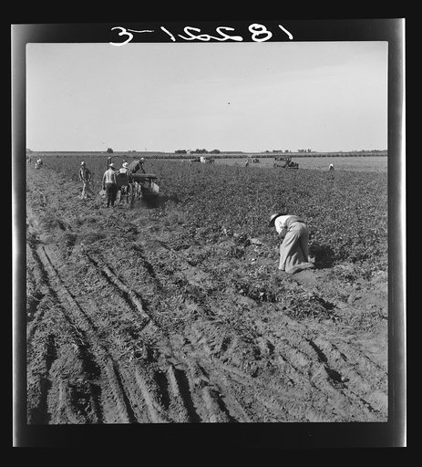 Thousands of migrant workers are employed for harvesting the potato crop of Kern County, California