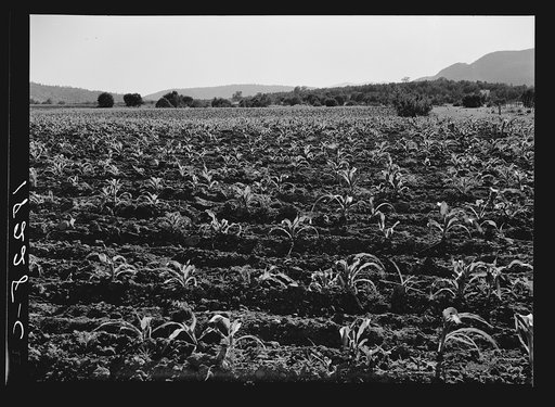 Field of young corn near Mescalero Apache Reservation. New Mexico