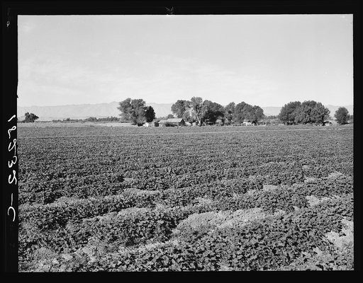 Cantaloupe field and ranch house. Imperial Valley, California. Desert agriculture on the Mexican border. Large-scale corporation farming, Mexican labor