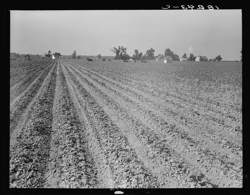 Cabins of colored sharecroppers and plantation buildings seen across the cotton fields. Note church. Near England, Arkansas