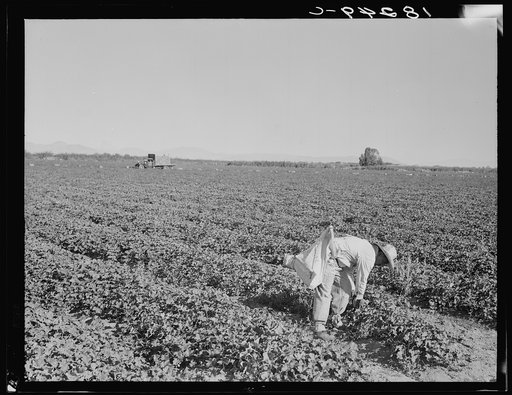 Mexican cantaloupe pickers at 5:00 a.m. Imperial Valley, California. Gang labor harvest on contract by the crate
