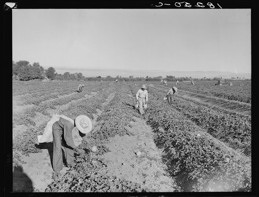 Mexican cantaloupe pickers at 5:00 a.m. Imperial Valley, California