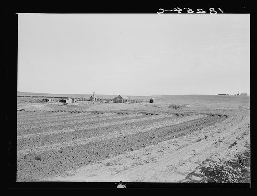 Strip cropping retains water and protects the soil from the wind. On the edge of the Panhandle. Childress County, Texas