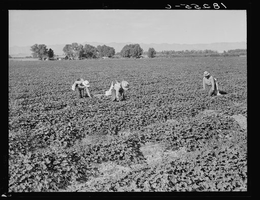 Mexican cantaloupe pickers. Gang labor. Imperial Valley, California