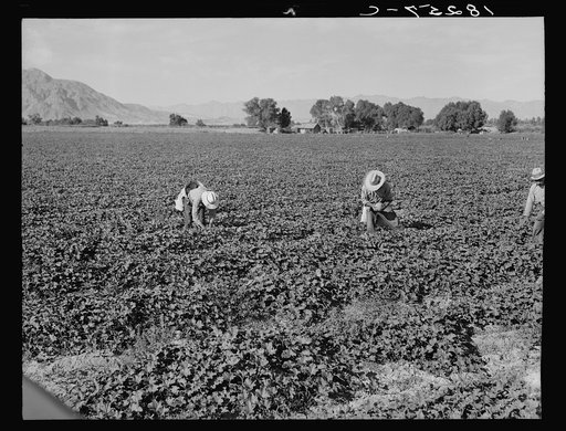 Mexican gang labor. Cantaloupe workers. Imperial Valley, California