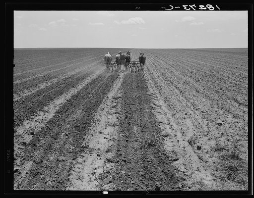 Fighting sand. Childress County, Texas Panhandle. Cultivating weedless cotton fields in Great Plains to break crust and prevent blowing sand from cutting young cotton plants