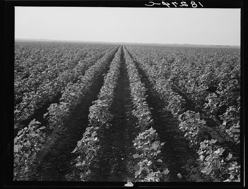 The Black Wax area of Texas is the outstanding cotton producing section of the western cotton belt. Near Georgetown, Texas