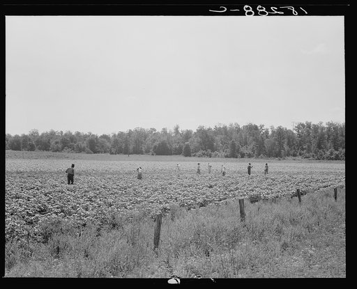Colored field hands hoe cotton from 7 a.m. to 6 p.m. for sixty cents a day. Near Menifee, Arkansas