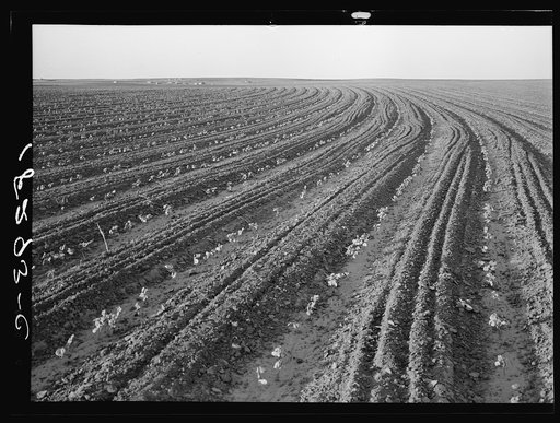 Young cotton growing in mechanized field. Hall County, Texas. Anyone who inspects one of these giant mechanized farms must realize that it foreshadows a fundamental change in American agriculture