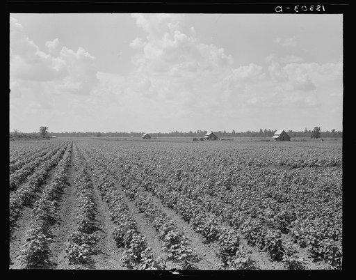 Delta plantation landscape. Arkansas