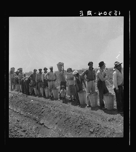 Migrant pea pickers from many states line up with their filled hampers on the edge of the field. They wait their turn for weighing. Near Westley, California
