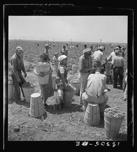 Migrant pea pickers from many states line up with their filled hampers on the edge of the field. They wait their turn for weighing. Near Westley, California