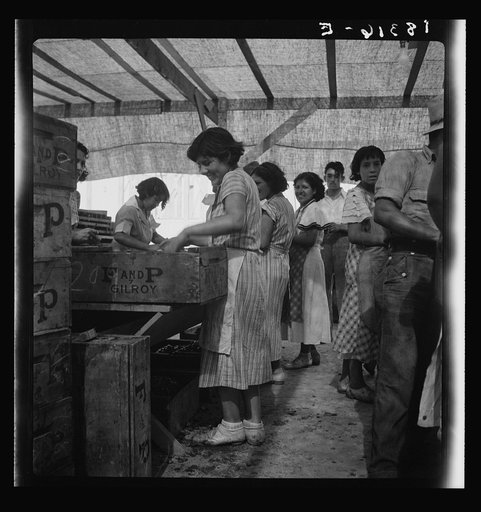 Women packing apricots in large open sheds adjoining the orchards.  Brentwood, California