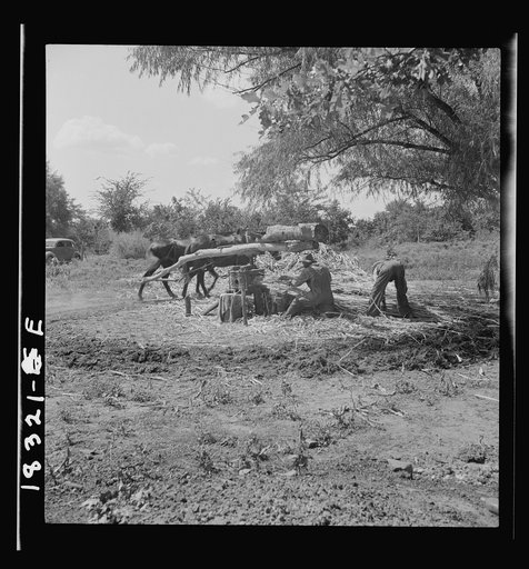 Pressing cane for sorghum. The extracted juice is then boiled. Near New Carthage, Mississippi