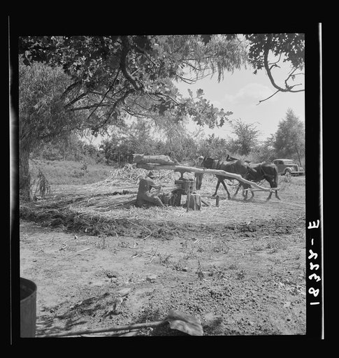 Untitled photo, possibly related to: Pressing cane for sorghum. The extracted juice is then boiled. Near New Carthage, Mississippi
