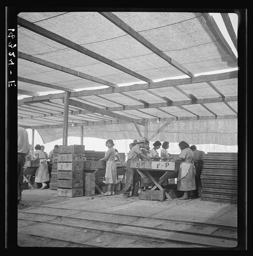 Women packing apricots in large open sheds adjoining the orchards. Brentwood, California