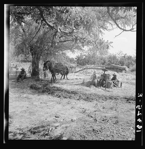 Pressing cane for sorghum. The extracted juice is then boiled. Near New Carthage, Mississippi
