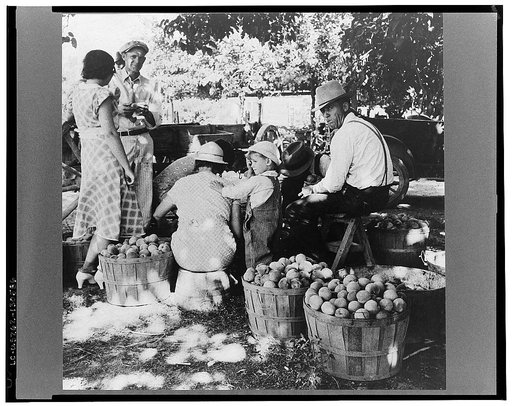 Utah farm family in the orchard at peach harvest. Near Springdale, Utah