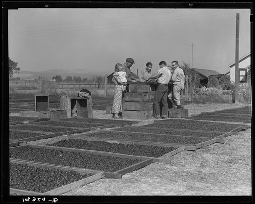 Drying prunes of small California farm. Family labor. Sonoma County, California