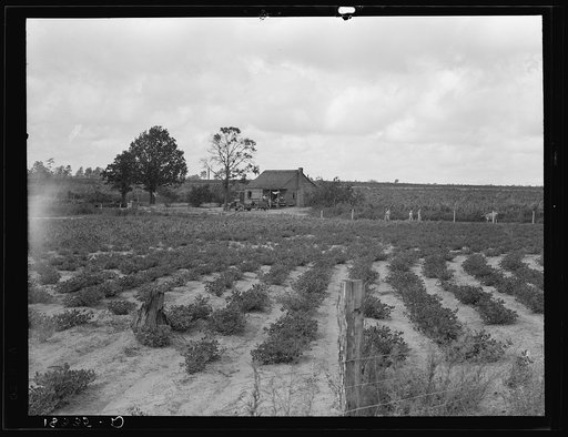 Small tenant farm producing peanuts and sweet potatoes. Southeastern Alabama