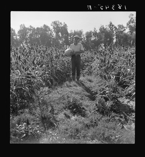 Rehabilitated small farmer in field of milo maize, Tulare County, California. This family has been granted an Farm Security Administration loan of thirteen hundred dollars after struggling for eleven years on sixteen acres of poor land