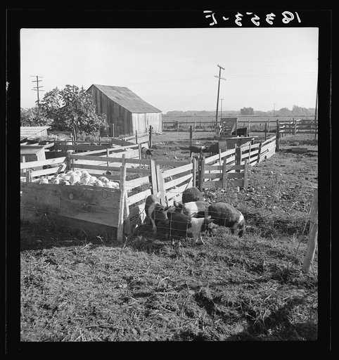 Farmyard of rehabilitation client. Tulare County, California