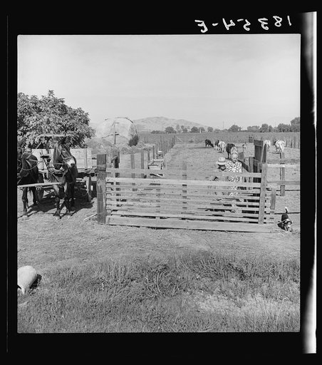 Untitled photo, possibly related to: Rural rehabilitation, Tulare County, California. This farm couple have been assisted to independence. In Feburary 1936 they rented a neglected farm of forty acres planted in grapes. They had no equipment, no stock, no seed, no money. Farm Security Administration 