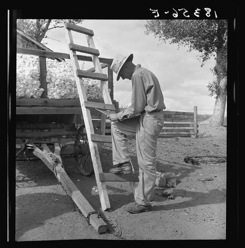 Small cotton farmer stays at the wagon and keeps acocunt of the weight of each sack brought in by pickers from the field. Kern County, California