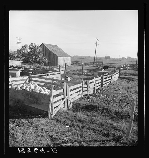 Untitled photo, possibly related to: Farmyard of rehabilitation client. Tulare County, California